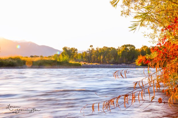 Swan Valley Idaho River, blog post by Loren Yarrington, Red Leaves